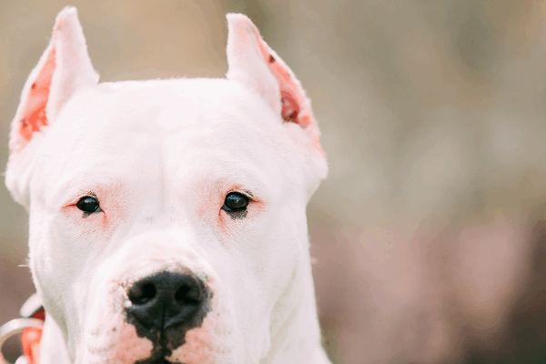 Funeral para mascotas: tendencia populares en Argentina