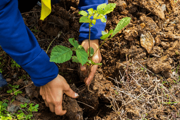 Alternativas sostenibles a los funerales tradicionales este 2025