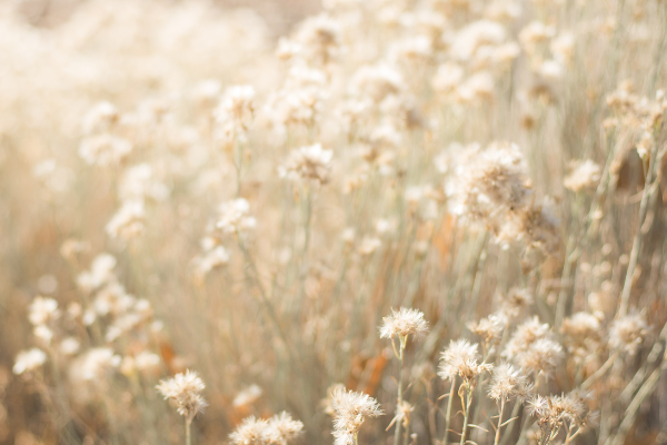 Flores para funeral: un tributo eterno lleno de significado