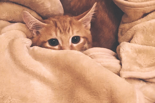 Funeraria para mascotas: guía completa de opciones y costos (2025)