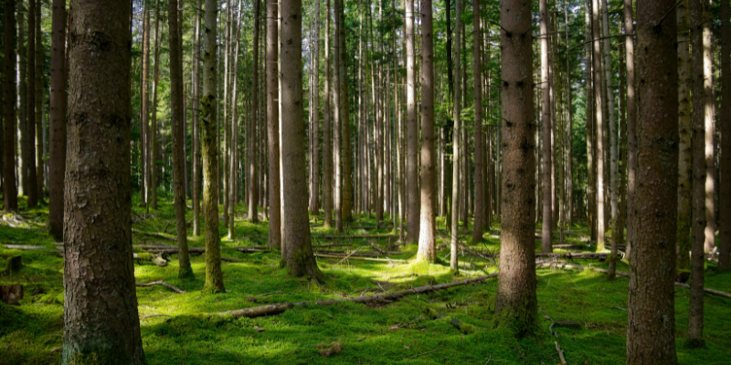 Bosque de la Vida para esparcir cenizas en Palma en crossing world group